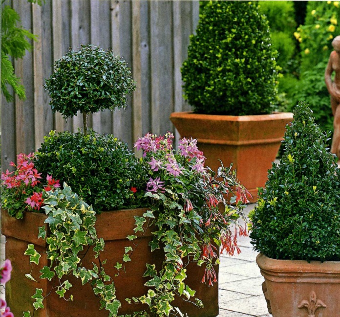 Фавориты цветущей террасы