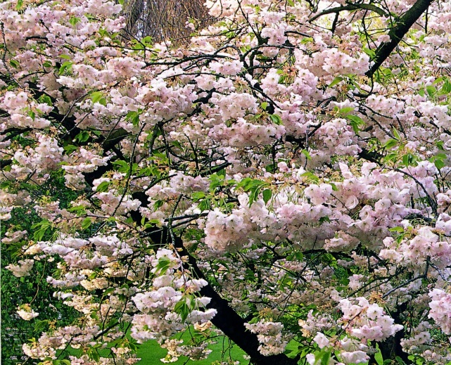 Прекрасны и без обрезки